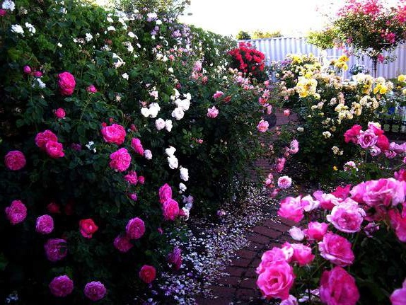 Выращивание садовых роз